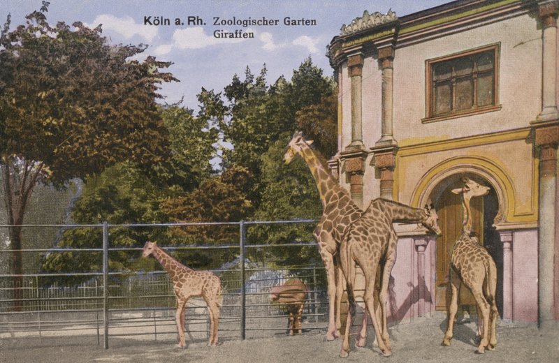 Zoo de Cologne, Girafes (photo) - Photographer German
