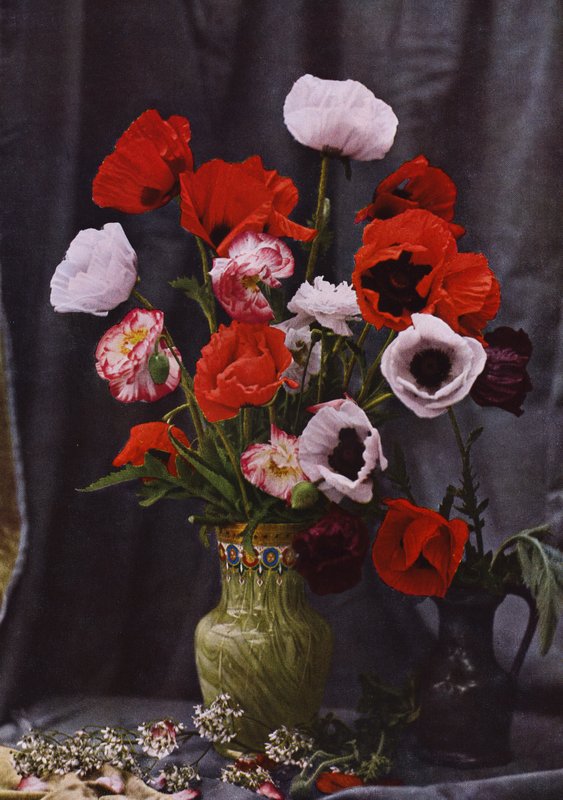 Vase de coquelicots - Photographer German