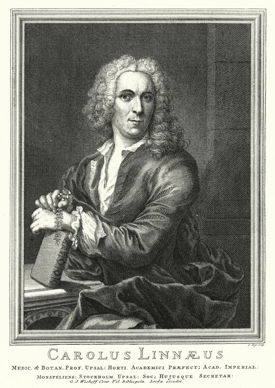 Carl von Linné, botaniste et zoologiste suédois (gravure) - Pierre Tanje