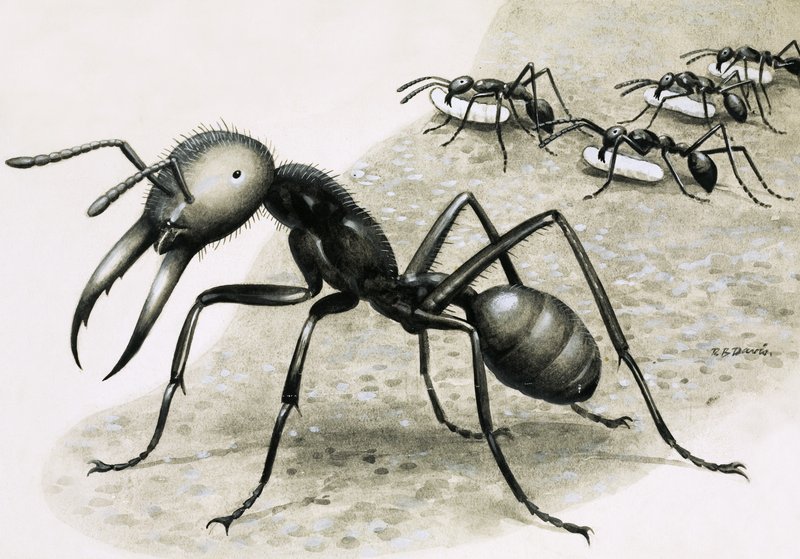 Fourmis - R.B. Davis