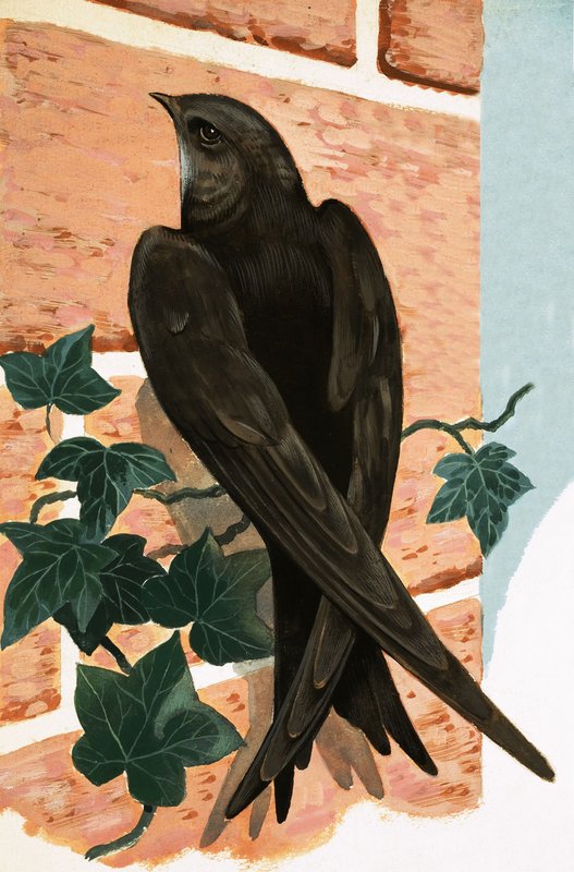 Swift - R.B. Davis