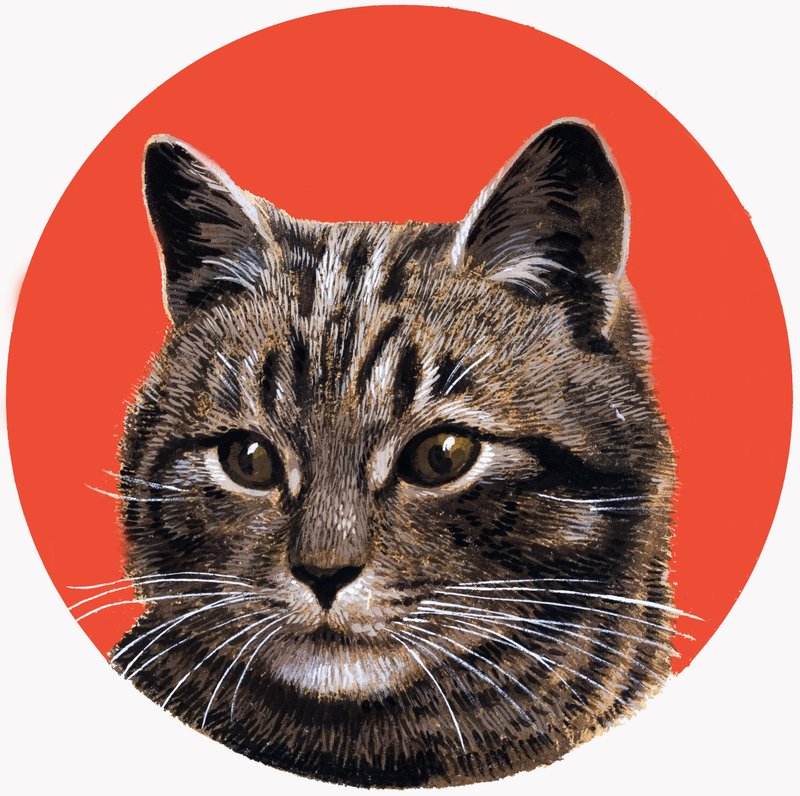 Chat tabby, extrait de "Treasure" (trésor) - R.B. Davis