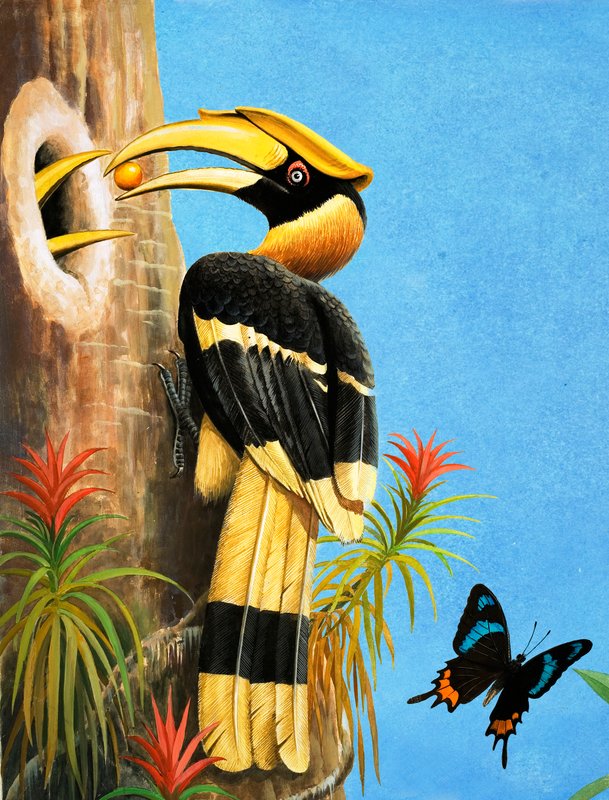 The Hornbill - R.B. Davis