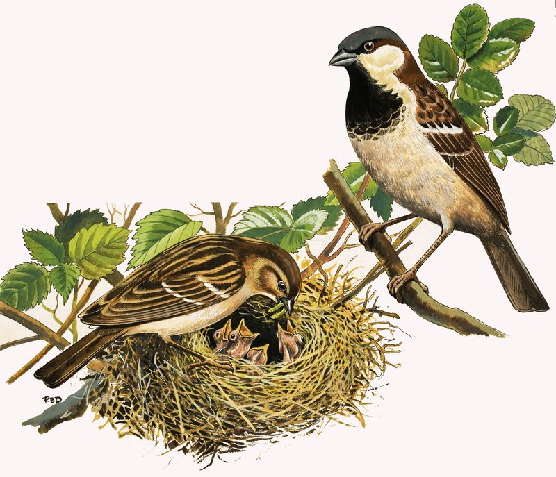 Oiseaux non identifiés nourrissant des poussins - R.B. Davis