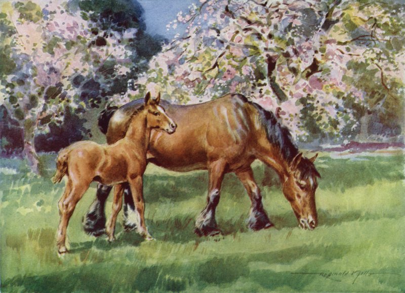 Illustration pour Ma Ferme - Reginald Mills