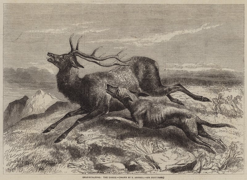 Chasse au cerf - Richard Ansdell