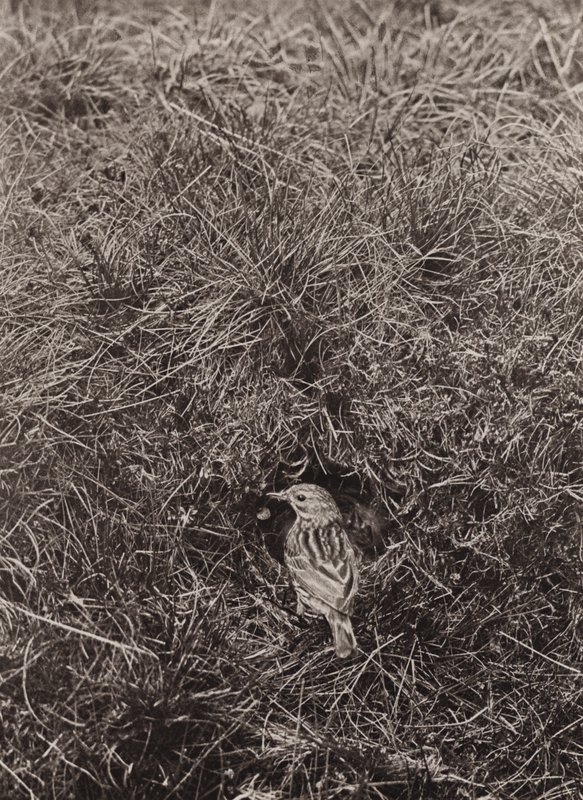 Pipit des prés - Richard and Cherry Kearton