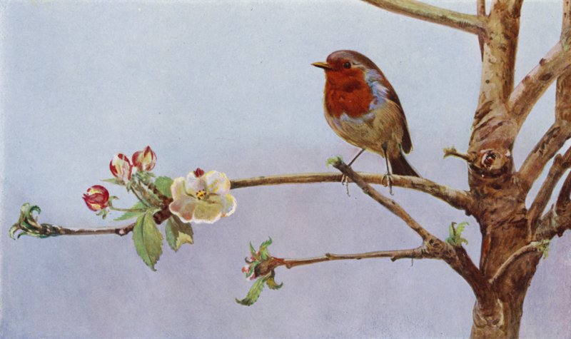 Le rouge-gorge - Richard and Cherry Kearton