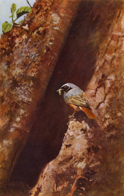 Rougequeue mâle - Richard and Cherry Kearton