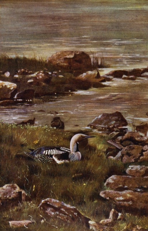 Plongeon arctique - Richard and Cherry Kearton