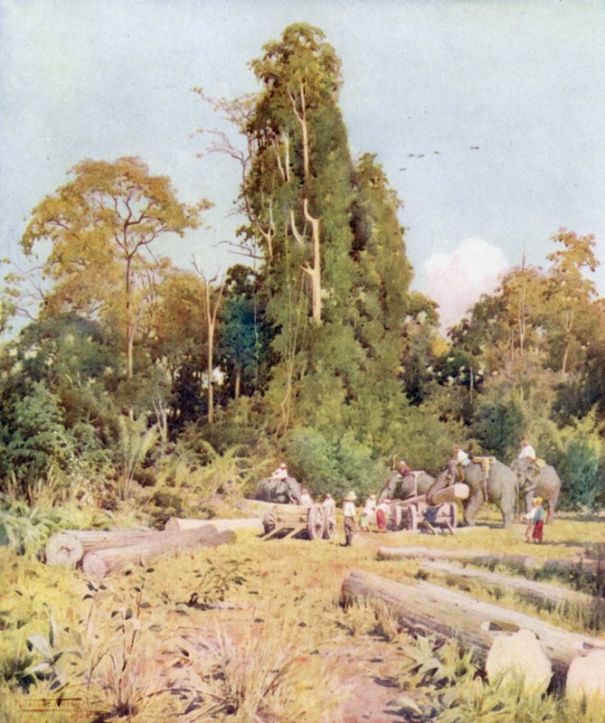 Chargement de teck à Kokogon - Robert George Talbot Kelly