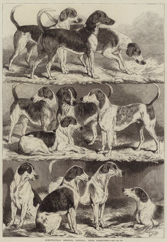 Réunion agricole, Lincoln, chiens de chasse primés - Samuel John Carter