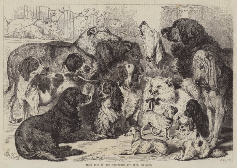 Chiens primés à l