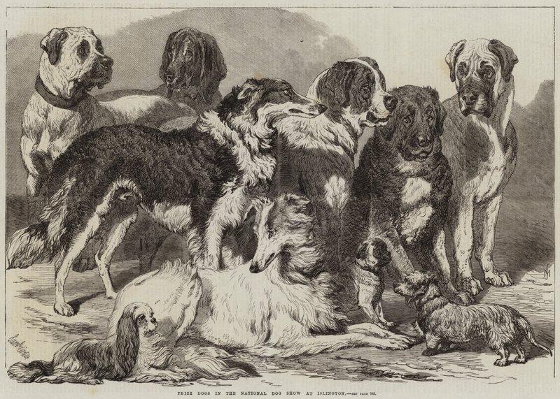 Chiens Primés au National Dog Show à Islington - Samuel John Carter