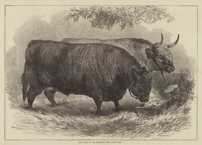 Bœufs primés au Smithfield Club Cattle Show - Samuel John Carter