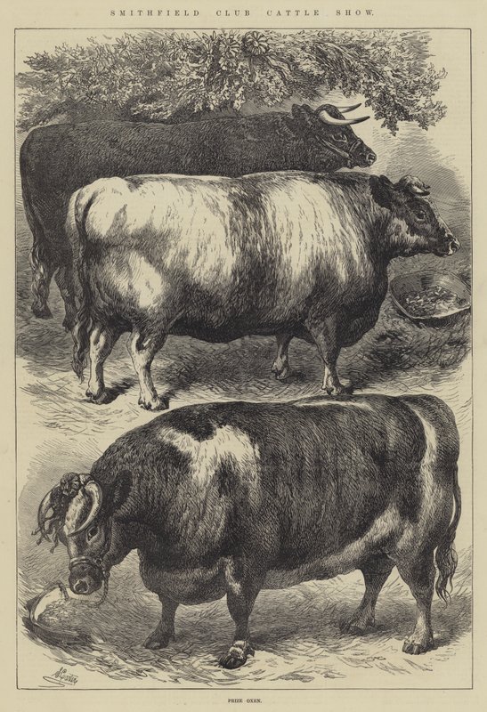Smithfield Club Cattle Show, Bœufs primés - Samuel John Carter