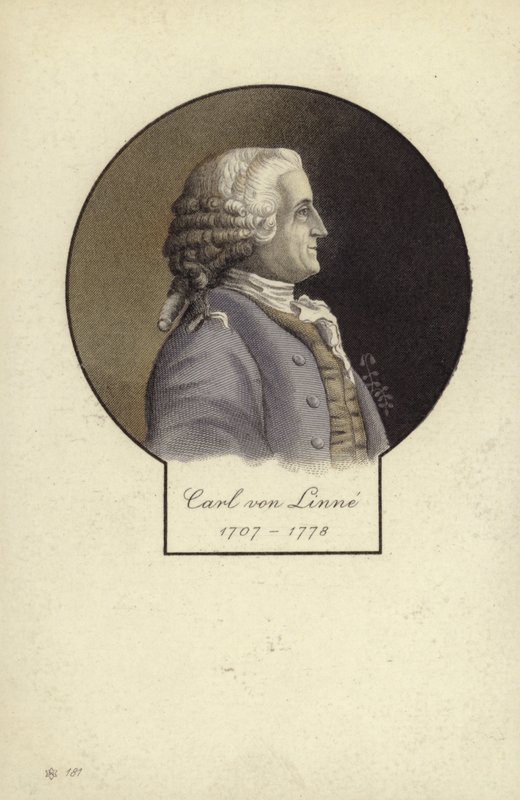 Carl von Linné (1707-1778), botaniste et zoologiste suédois - Swedish School