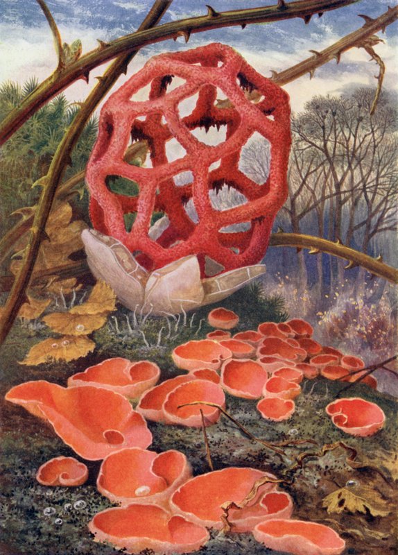 Le Champignon en Treillis et la Coupe-Orange Elfique - Theobald Carreras