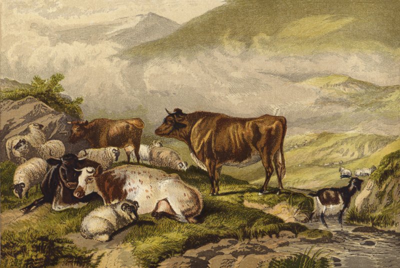Bétail - Thomas Sidney Cooper