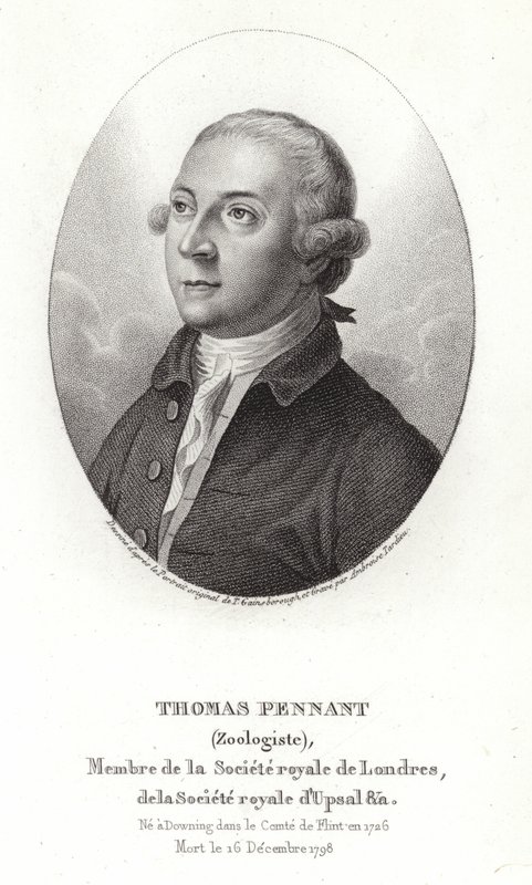 Thomas Pennant - Thomas Gainsborough