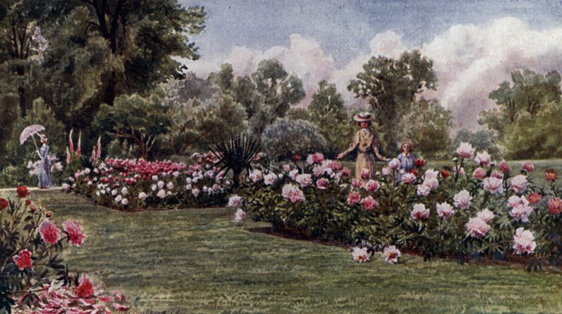 Jardins de Kew : Les pivoines - Thomas Mower Martin