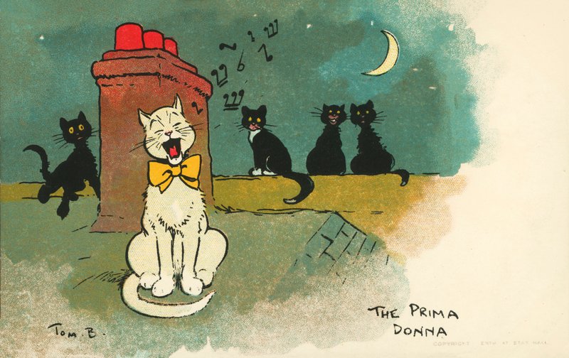 Prima donna - Tom Browne