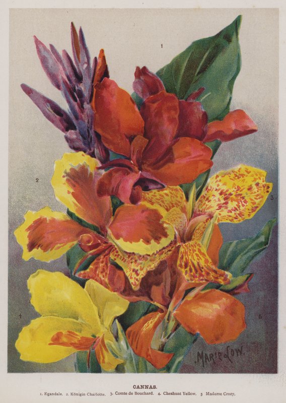 Cannas - Unbekannt Unbekannt