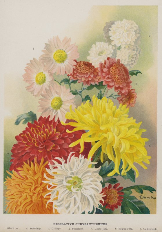 Chrysanthèmes décoratifs - Unbekannt Unbekannt