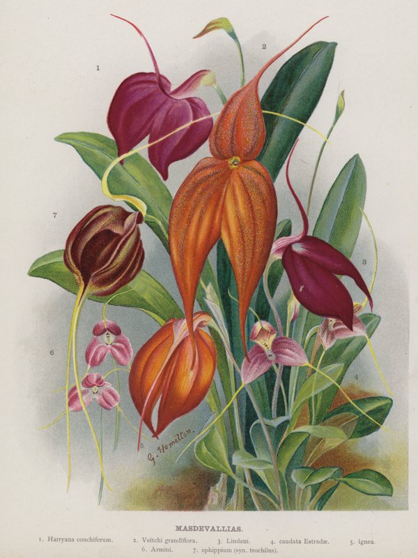 Masdevallias - Unbekannt Unbekannt