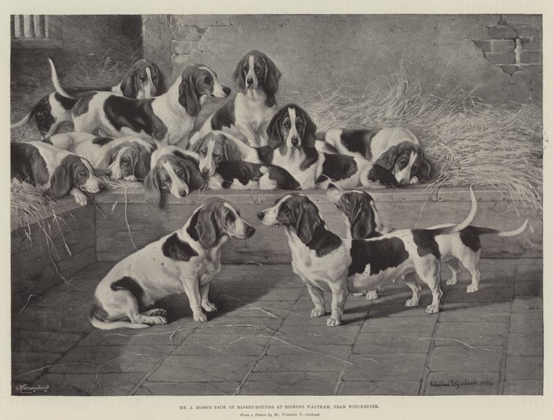 La meute de bassets de M. J Moss à Bishops Waltham, près de Winchester - Valentine Thomas Garland