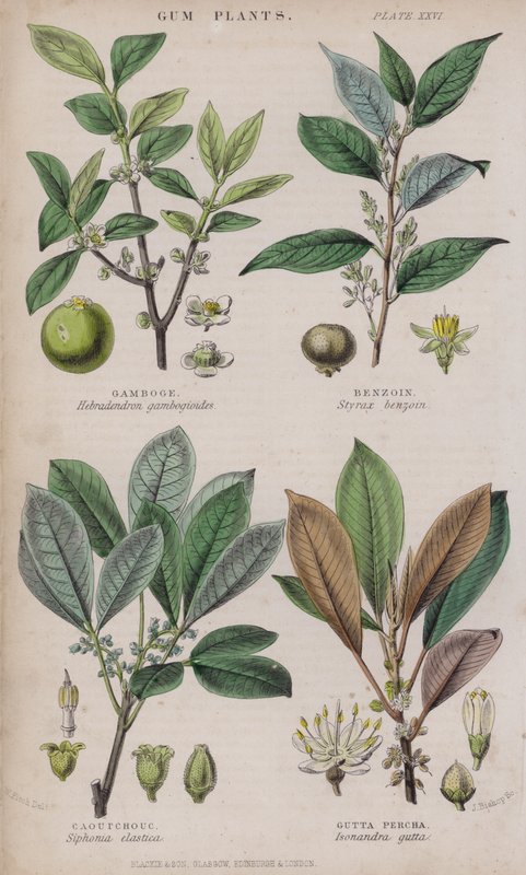 Gomme-gutte; Benjoin; Caoutchouc; Gutta-percha (gravure en couleur) - W. Fitch