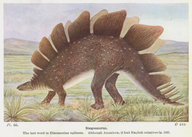 Stegosaurus - W. J. Stokoe