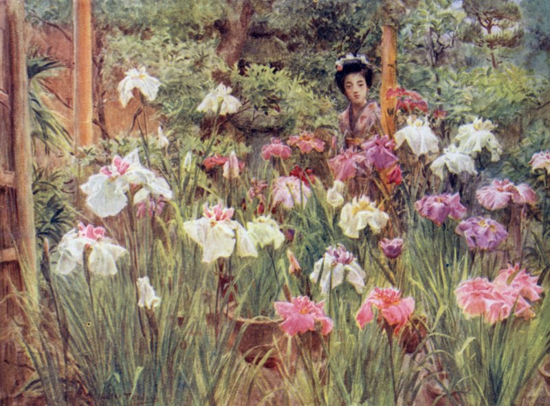 Iris de spécimen - Walter Frederick Roofe Tyndale