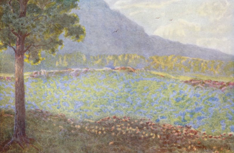 Hortensias bleus à Groote Schuur - Wilhelm Westhofen