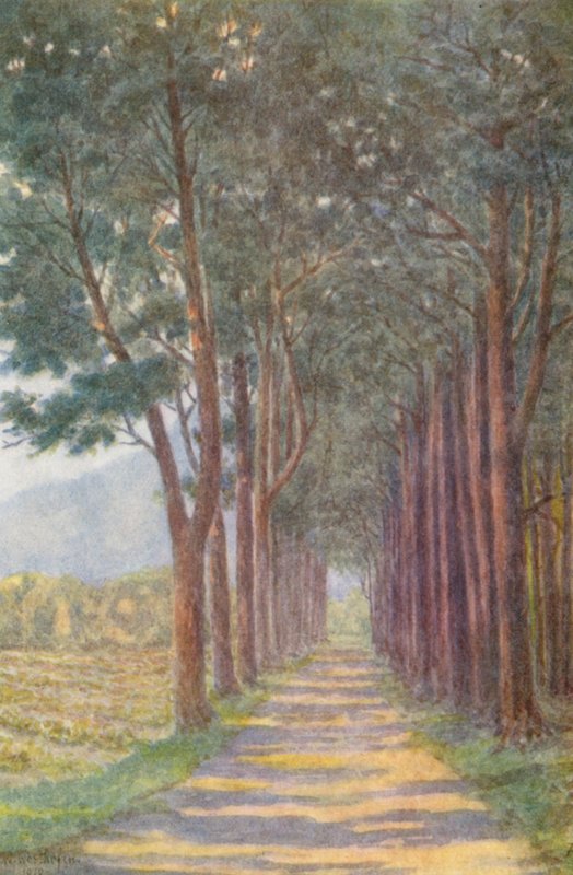 Avenue des sapins, 