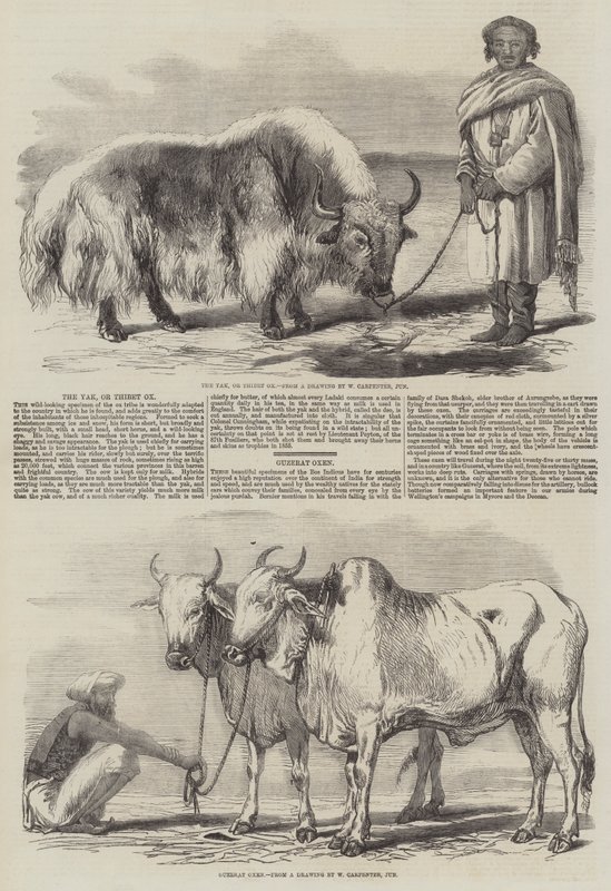 Le Yak, ou Bœuf du Tibet - William Carpenter