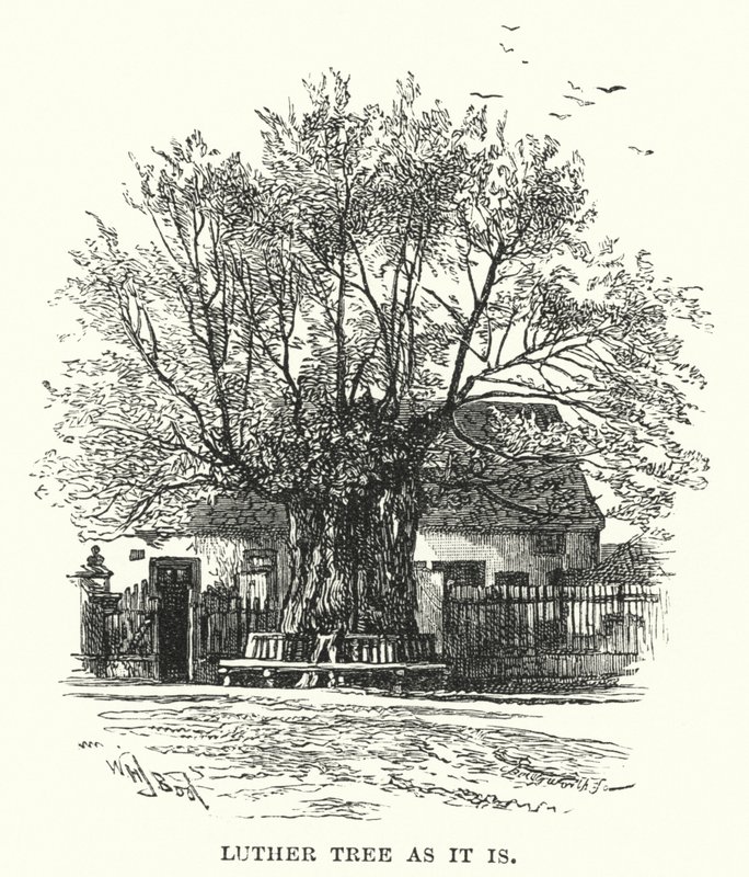 Arbre de Luther tel qu