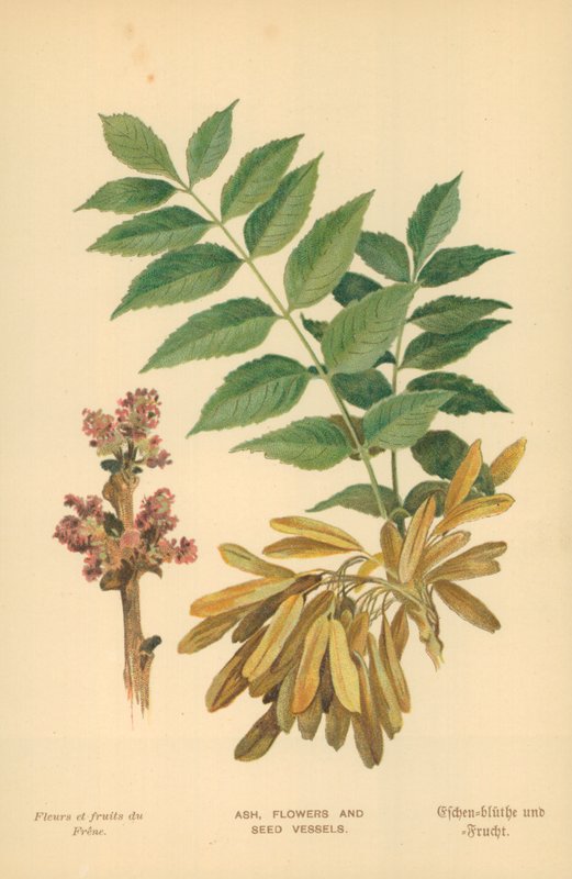 Frêne, fleurs et capsules - William Henry James Boot