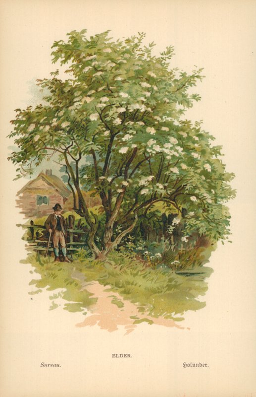 Aîné - William Henry James Boot