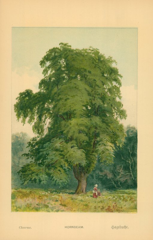 Charme - William Henry James Boot