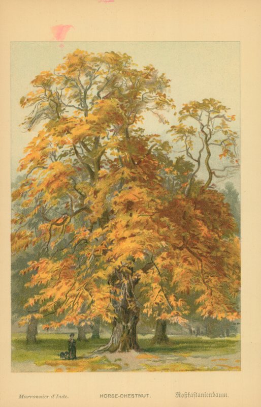 Marronnier - William Henry James Boot