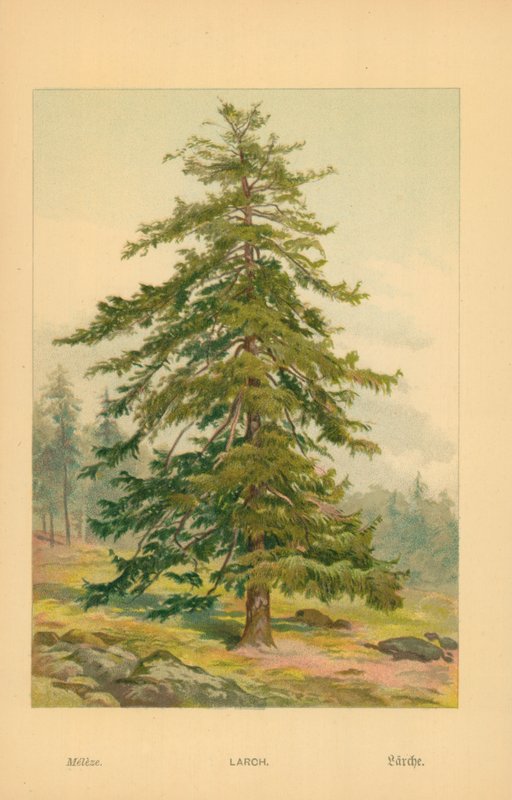 Mélèze - William Henry James Boot