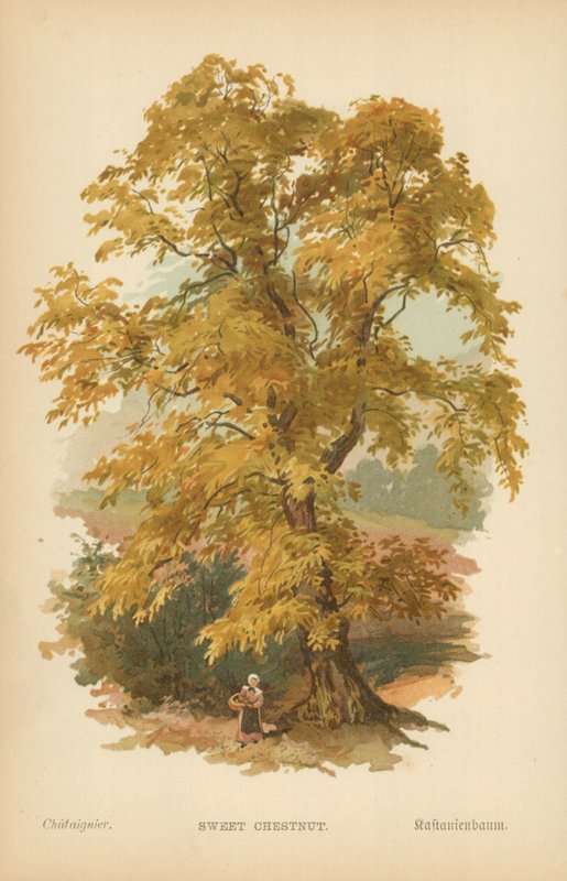Châtaignier doux - William Henry James Boot
