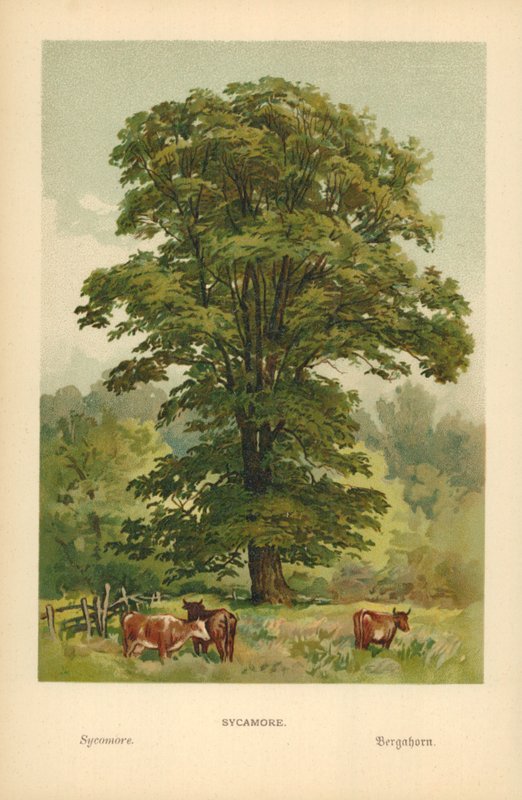 Sycomore - William Henry James Boot