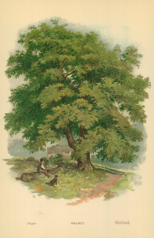 Noyer - William Henry James Boot