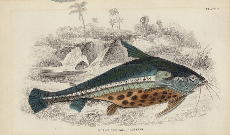 Doras Castaneo-Ventris - William Home Lizars