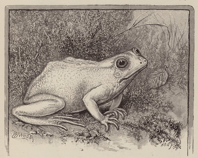 Une grenouille albinos (gravure) - William James Webbe
