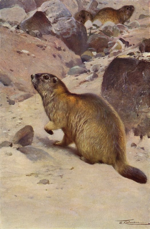 Marmotte alpine - after Wilhelm Kuhnert