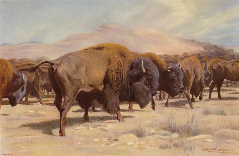 Bison américain - after Wilhelm Kuhnert