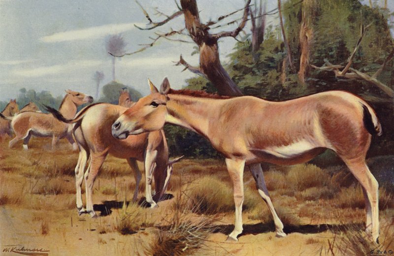Onagre - after Wilhelm Kuhnert